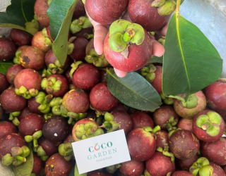 Trái cây nội địa và nhập khẩu tại Bến Lức Long An - Coco Garden