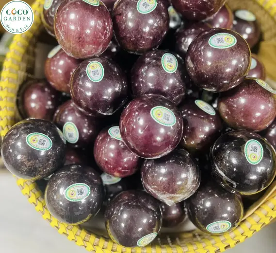 Vú Sữa Tím Lò Rèn Vĩnh Kim