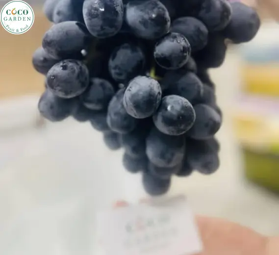 Nho Đen (Grape)