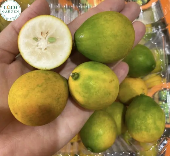 Kim Quất (Kumquat) Vị Ngọt