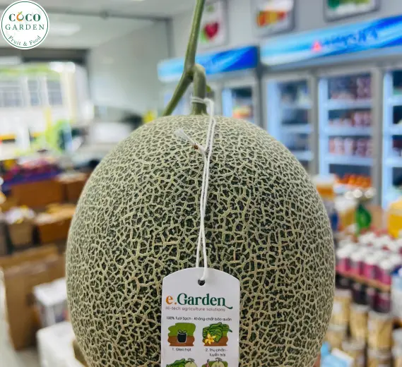 Dưa Lưới (Melon)