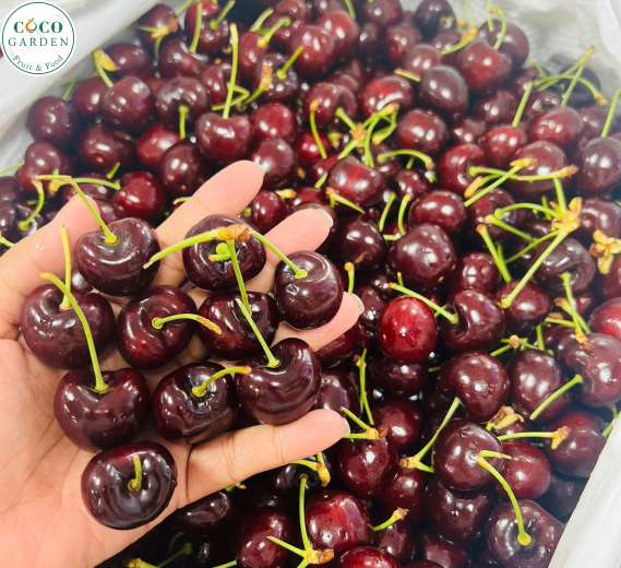Cherry Đỏ Mỹ